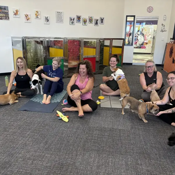 Puppy yoga event at K9 Rox Club